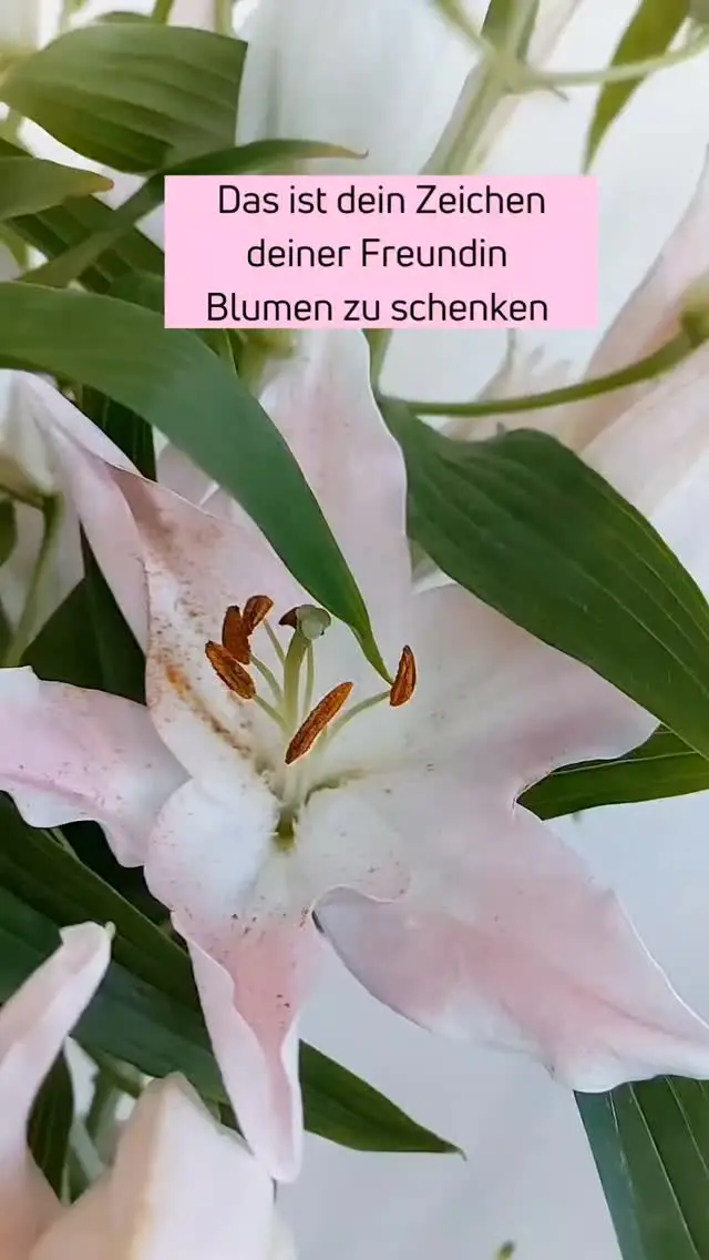 Das ist dein Zeichen deiner Freundin Blumen zu schenken! 💐🌸

#lüneburg #blumen #blumengalerieantjecardano #lüneburgheide #lilien