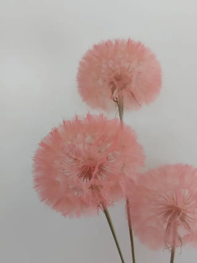 Unsere wunderschönen Pusteblumen, nur für kurze Zeit!

#pusteblume #Blumengalerie #Blumen